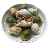 Cooked Frozen Jade Snail Frozen Conch Seafood Aquatic Products Wholesale Japanese and Korean Cuisine
