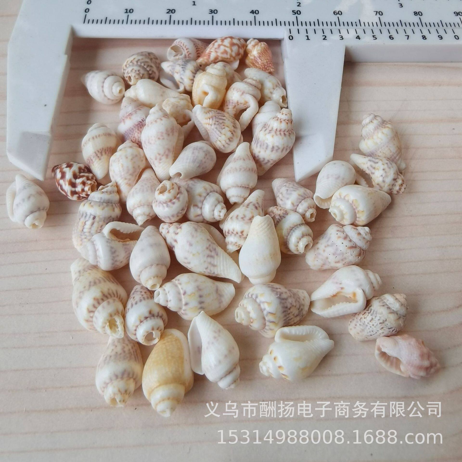 Natural shell conch perforated white corn snail DIY handmade jewelry necklace bracelet jewelry accessories material manufacturers