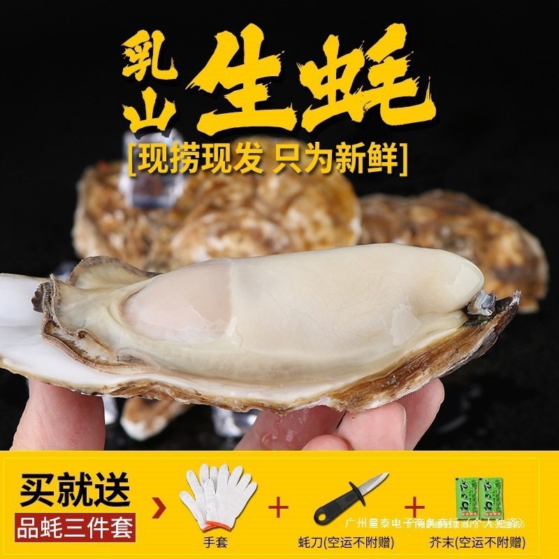 Extra Large Fresh Oysters 2.5kg Commercial Sf Lishan with Box 5 Oysters Seafood Aquatic Products Fresh Whole Box Oysters No