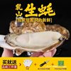 Extra Large Fresh Oysters 2.5kg Commercial Sf Lishan with Box 5 Oysters Seafood Aquatic Products Fresh Whole Box Oysters No