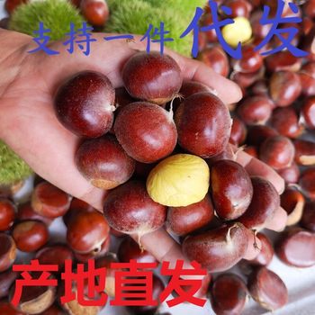 Freshly Picked Chestnuts from Dandong Chestnut Farm 5kg Authentic Raw Oil Chestnuts Raw Chestnuts Wholesale