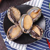 30 Pieces Free Shipping Fresh Fresh Wild Large Live Shellfish Aquatic Large Sashimi Small