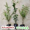 Premium Sichuan Chongqing Golden Apple Seedling Bonsai Grafted Branches Mother Bud Old Stump with Fruit-Shaped Old Crow Persimmon