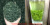 VV soil seed core selection Maojian 2026 новый чай-прозрачный суп с особым белым ароматом Yuxinjian Special white fragrance core selection-экономичный и сильный аромат