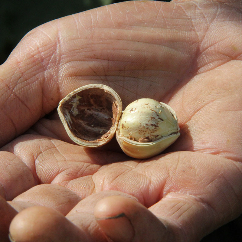Fresh Wild Hazelnuts with Green Skin, Water Kernels and Green-Skinned Nuts Produced in the Northeast