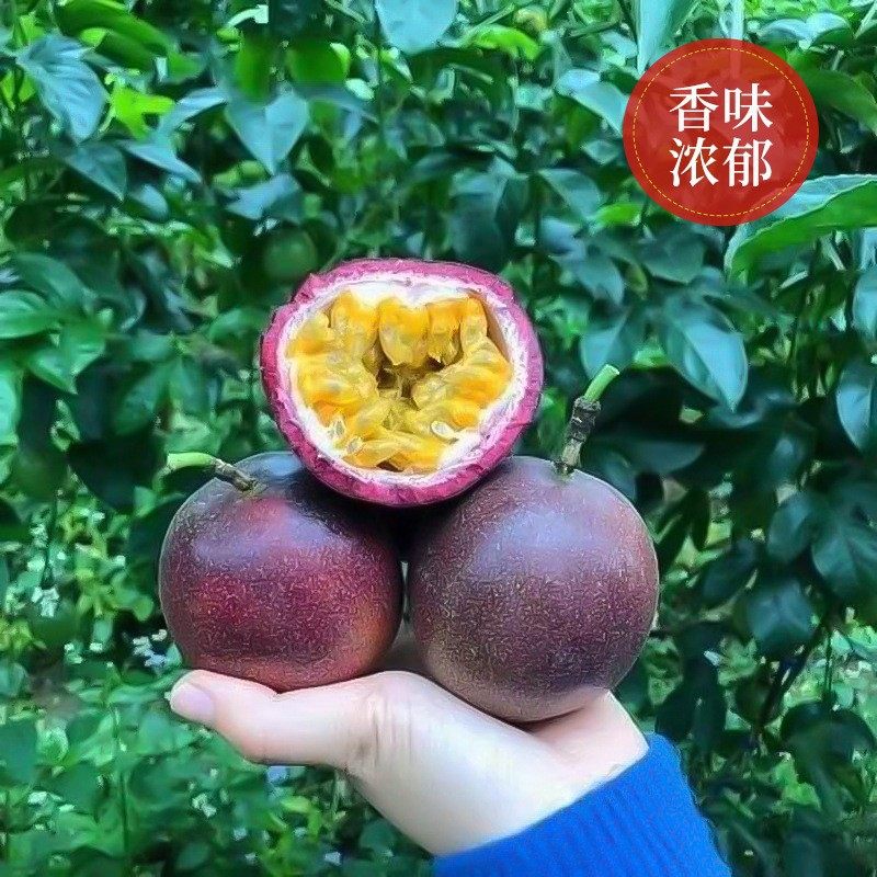 Wholesale Ginseng Fruit Seeds, Thick Flesh, Fragrant Flowers and Fruits, Milky Yellow Flesh, New Seeds for Farmland and Vegetable Gardens with High Germination Rate