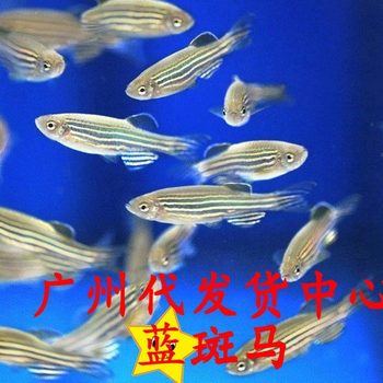 Guangzhou Dropshipping Center Zebrafish Blue Zebrafish Schooling Fish Ornamental Fish Tropical Fish
