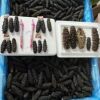 Dried Sea Cucumber Origin Dalian Bottom-Sown Sea Cucumber National Standard Grade Nourishing High-Taste Fresh Sea Cucumber for the Elderly and Pregnant Women