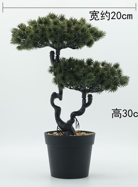 家居装饰迎客松盆栽摆伯
