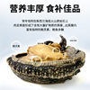Spot New Zealand Black Gold Abalone Single Frozen Abalone Sashimi Abalone Meat Seafood Japanese Ingredients Specifications Wholesale Frozen Black Gold Abalone