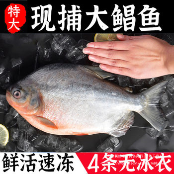 Extra Large Red Pomfret Fresh Sea Fish Frozen Belly Fresh Golden Pomfret Flat Fish Golden Pomfret Silver Pomfret White Pomfret Freshwater