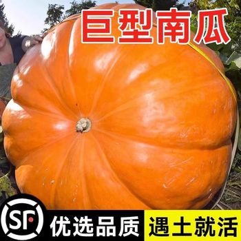American Giant Pumpkin Seeds, Extra Large Pumpkin Seeds, Space Pumpkin Seeds, Vegetable Seeds, Melon and Fruit Seeds