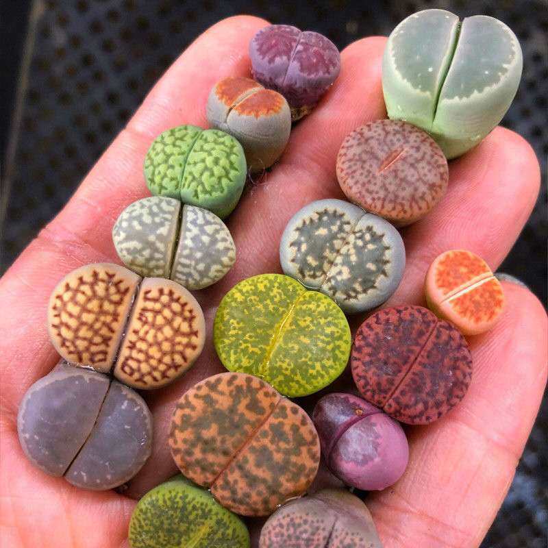 Stone Flower Succulent Plant Desktop Potted Pp Flower Butt Hydroponic Flower Absorbs Radiation Oversized Stone Flower Butt Flower