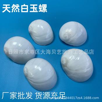 White Jade snail natural shell conch hermit crab snail fish tank aquarium landscaping Creative Materials Collection manufacturers wholesale