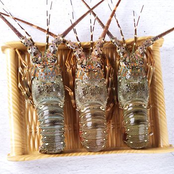 Live Frozen Small Green Dragon East Mountain Island Lobster, Ultra-Large Australian Lobster, First-Hand Vietnamese Green Dragon Seafood and Aquatic Products
