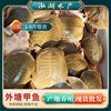 Old Freshwater Turtles over 5 Years Old, Raised in High-Quality Reservoirs, Direct Delivery from the Base, Fresh and Live