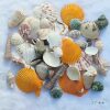 Natural Shell Conch Starfish Sea Urchin Shell Kindergarten Handmade DIY Shell Photo Frame Fish Tank Landscaping Large Conch Shell