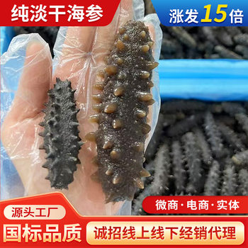 Dried Sea Cucumber Origin Dalian Bottom-Sown Sea Cucumber National Standard Grade Nourishing High-Taste Fresh Sea Cucumber for the Elderly and Pregnant Women