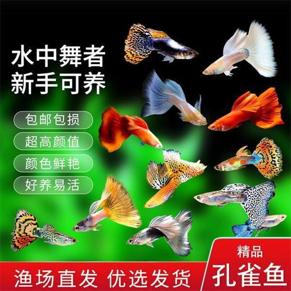 Guppy, Anchovy, Ornamental Fish, Hardy and Easy to Maintain, Goldfish, Tropical Fish, Cold Water Fish, Ornamental Fish, Betta Fish, Direct Sale