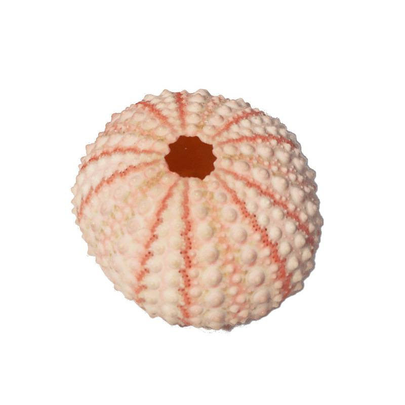 Shell Batch ✅ Specimen Home Crafts Decoration Sea Urchin Flower Pot Sea Urchin Floor Conch Shell Natural Air Pineapple