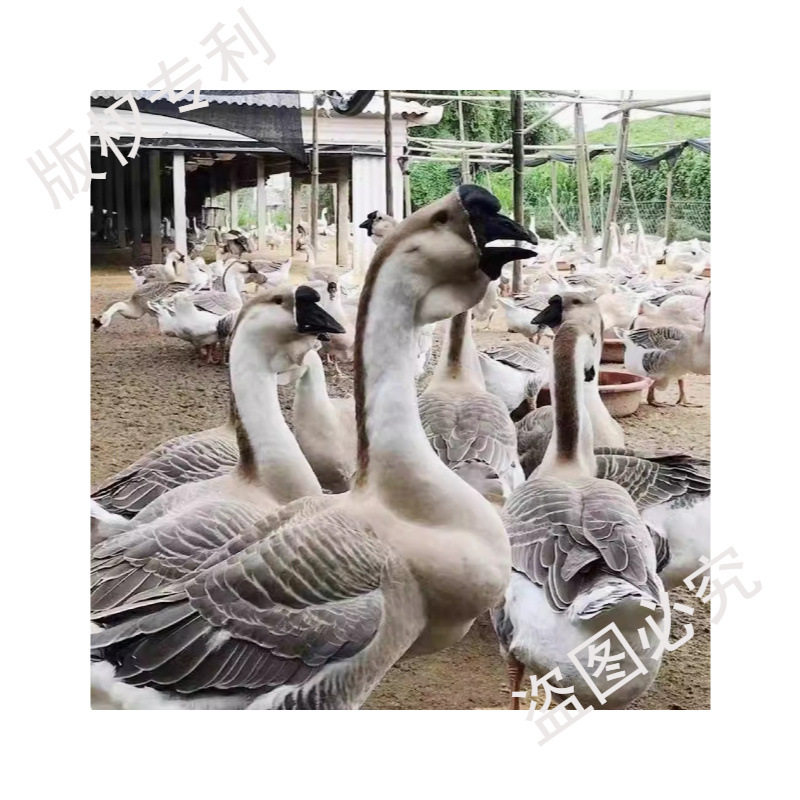 Hot-Selling Fresh Goose Eggs from Farm, Free-Range Large Goose Eggs, Wild River Water-Raised Goose Eggs for Pregnant Women, Large and Good Eggs