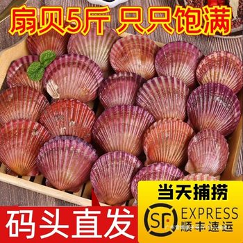 2.5kg Scallops, Fresh Small Red Scallops, Shellfish, Seafood Barbecue Scallop Meat, Sf Free Shipping Abalone