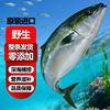 Green Goby Fish Oil Goby Wholesale Source Factory Bomb Fish Tuna Wholesale Frozen Seafood Aquatic Products Big-Eyed Tuna
