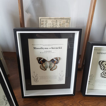 Butterfly Specimen Butterfly Photo Frame Hollow 3cm Handmade diy Plant Immortal Flower Real Glass Insect Display Frame