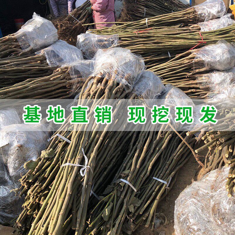 Grafted Walnut Saplings, Fruit Saplings, Pecan Seedlings Planted in the North and South 8518 Ground-Planted Thin-Shell Paper Bark That Bear Fruit in the Same Year