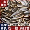 Inner Mongolia Raw and Cooked Sunflower Seeds, Fresh Varieties of Melon Seeds, 361 Shells, New Original Flavor, Large Kernels from Farmers