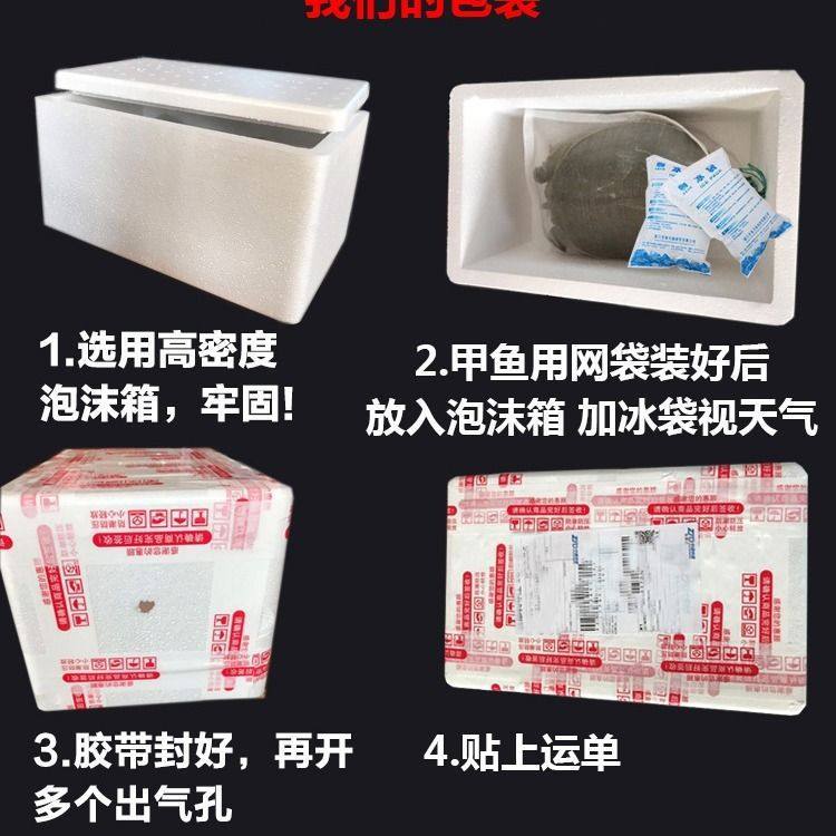 Live Soft-Shell Turtles in Outdoor Ponds, Ecologically Raised Soft-Shell Turtles, Green and Yellow Soft-Shell Turtles, Fresh Edible Soft-Shell Turtles and Water Turtles