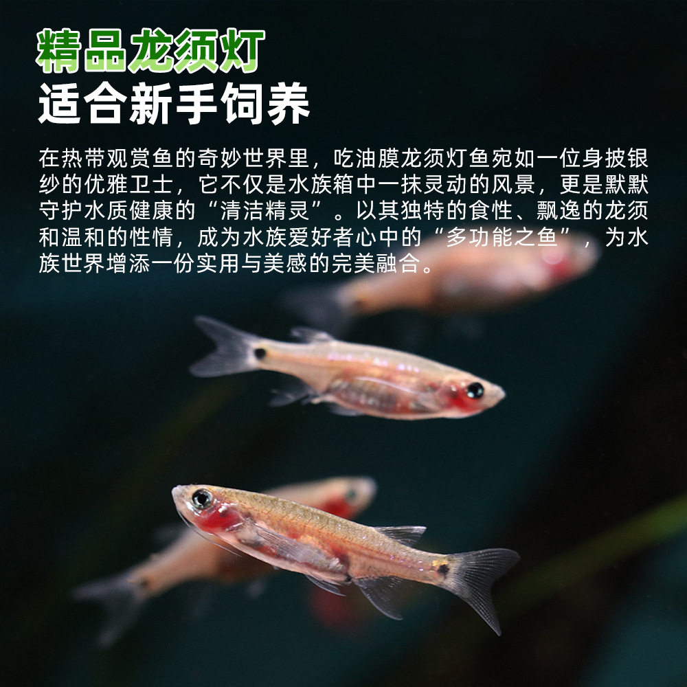 Large Dragon Beard Gourami Fish Surface Oil Film Remover Black Mary Fish Grass Tank Cleaning Tool Tropical Ornamental Fish Tank
