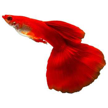 Guppy Live Fish Premium Purebred Large Tail Gravid Female Fry Ornamental Fish Tropical Fish Easy to Breed