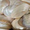 Natural Shell Mother-Of-Pearl Freshwater River Clam Painting Graffiti Shooting Props Ornaments Fruit Plate Fish Tank Landscaping