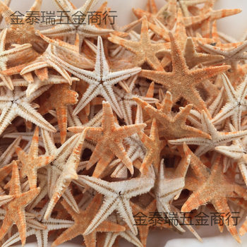Wholesale Crafts Study Starfish Decoration Conch DIY Starfish Conch Shell Natural