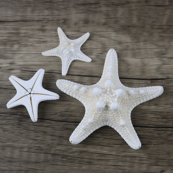 Natural Conch Shell Steamed Bread Five Fingers Overlord Starfish Mediterranean Platform Decorations Wall Ornaments Collection Wholesale