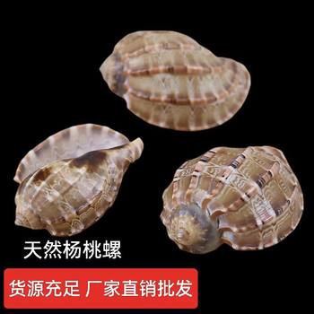 Large carapa snail 5-12cm natural shell conch fish tank landscaping Aquarius mascot marine snail
