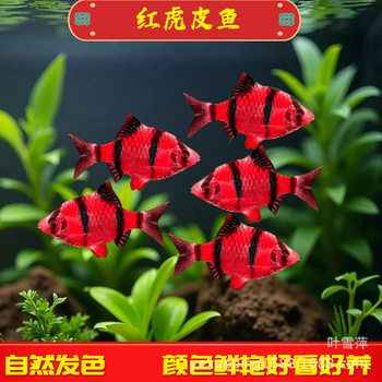 Red Tiger Fish Red Stripe Fluorescent Red Four-Room Fish Small Tropical Fish Freshwater Pet Fish Ornamental Fish Fishery Wholesale