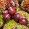 Authentic Jian'Ou High Mountain Chestnuts 2.5kg Whole Box Fresh Wild Chestnuts from Farmhouse, Raw Chestnuts Wholesale with Free Shipping and Delivery