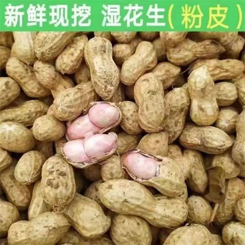 Fresh Peanuts for the 2025 Season, Suitable for Boiling, Farm-Grown, Freshly Dug, with Skin and Pulp, Self-Grown, In-Shell, with Mud, Wet Peanuts