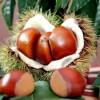 The Factory Supplies Sweet Chestnuts with Shells for Export from Dandong, with Sizes Ranging from 30-40 and 40-60 Nuts/Kg