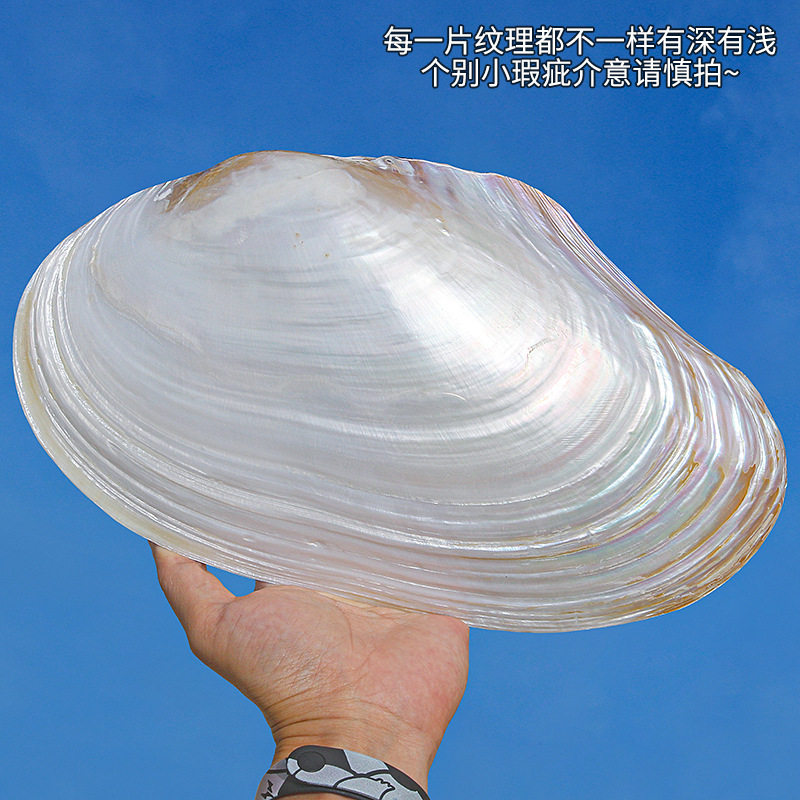 Natural Large Pearl Clam Shell, Oversized Shell Photography Props, Conch Fish Tank Landscaping Decoration Ornaments, Fruit Plate and Dinner Plate