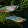 Colorful paddy fish live lamp fish small fish freshwater water tank killifish fish farm direct tropical ornamental fish