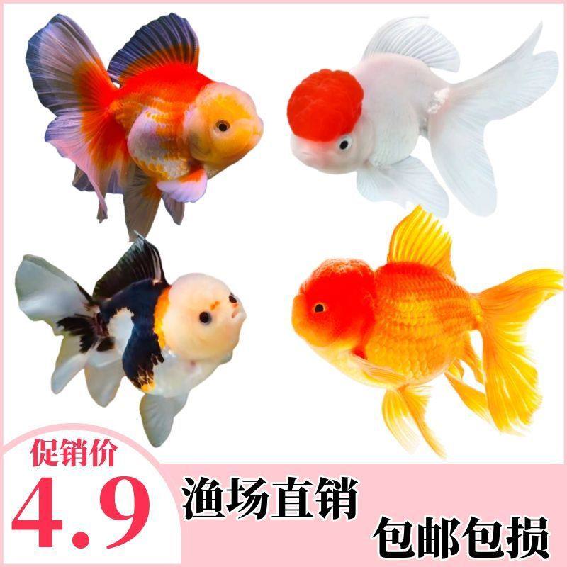 Live Goldfish, Ornamental Fish, Small Cold Water Fish, Easy to Raise and Live, Freshwater Pet Fish, Unheated Small Goldfish Fry