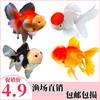 Live Goldfish, Ornamental Fish, Small Cold Water Fish, Easy to Raise and Live, Freshwater Pet Fish, Unheated Small Goldfish Fry