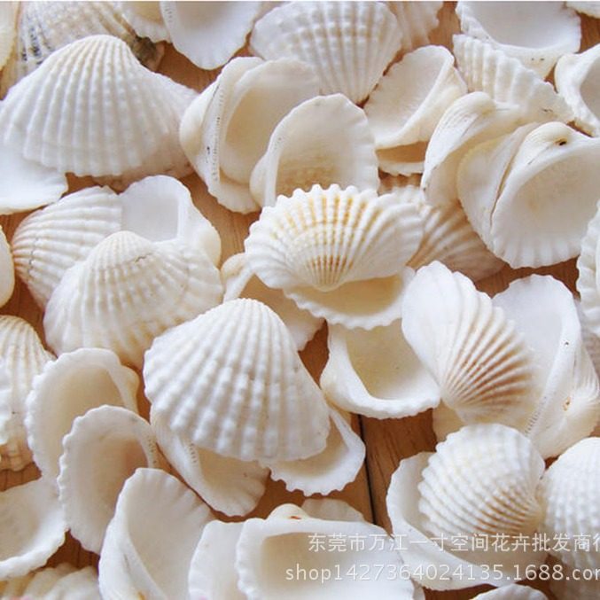 Moss Micro Landscape Fleshy Natural Shell Ornaments Shell Crafts Marine Decorative Ornaments