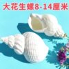 Natural Large Shell Peanut Screw Shell Home Fish Tank Aquarium Landscape Hermit Crab Replacement Shell