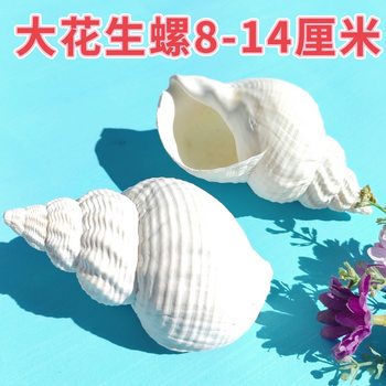 Natural Large Shell Peanut Screw Shell Home Fish Tank Aquarium Landscape Hermit Crab Replacement Shell