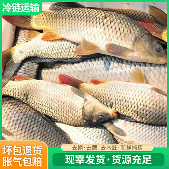 Commercially Selected Fresh Fish for Consumption, Processed Fresh Carp, Whole Fresh Fish, Chilled and Frozen Fish, Healthy Fried Fish Ingredients