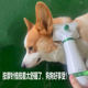 3Rd Generation Pet Daily Necessities Multifunctional Electric Comb, Hair Cleaning, All-In-One Hair Dryer, Combing Dog Hair Dryer
